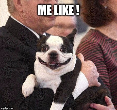 Top 30 Most Adorable Smiling Dog Memes
