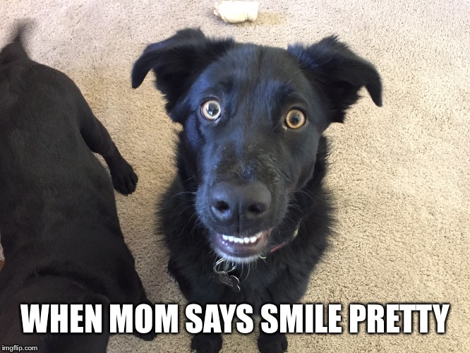 Top 30 Most Adorable Smiling Dog Memes