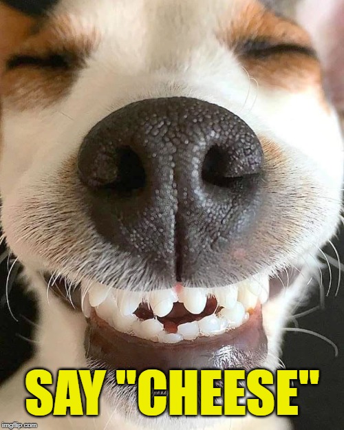 Top 30 Most Adorable Smiling Dog Memes