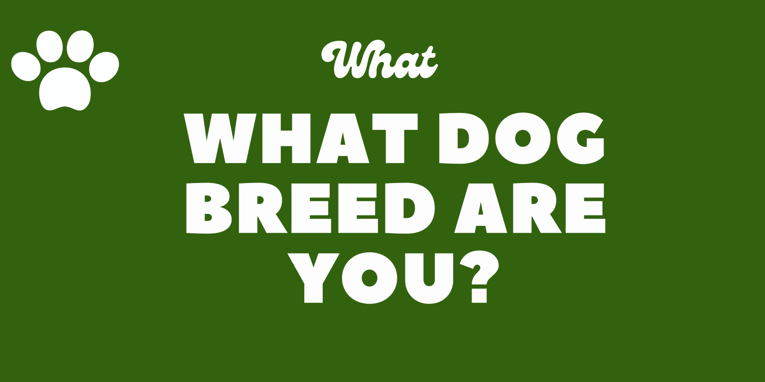 What Kind Of Dog Are You?