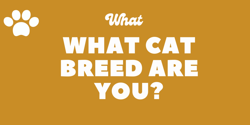 What Kind Of Cat Are You? Personality Quiz - Barkmind