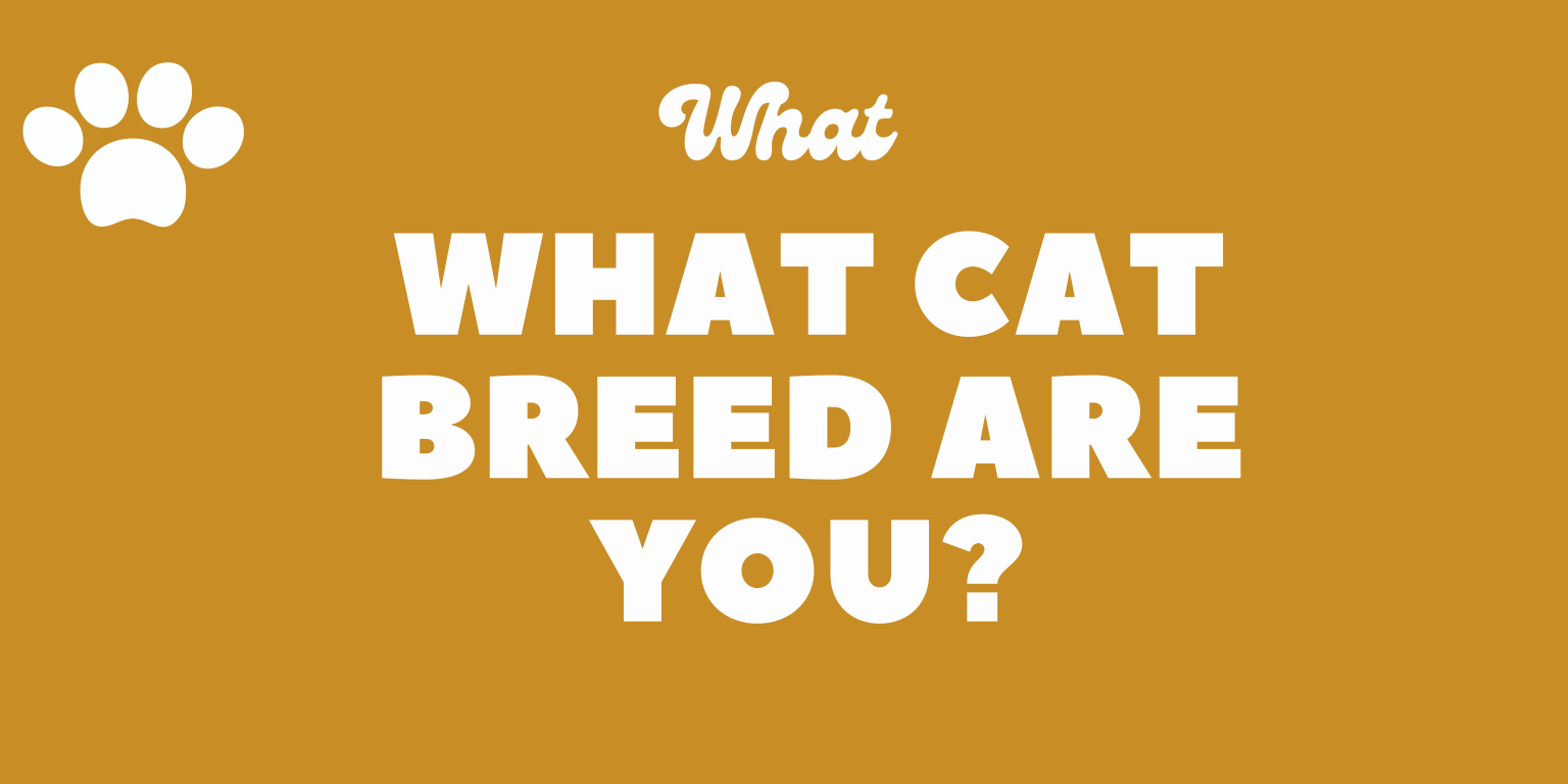 cat breed am i you game