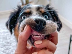 PUPPY-TEETH