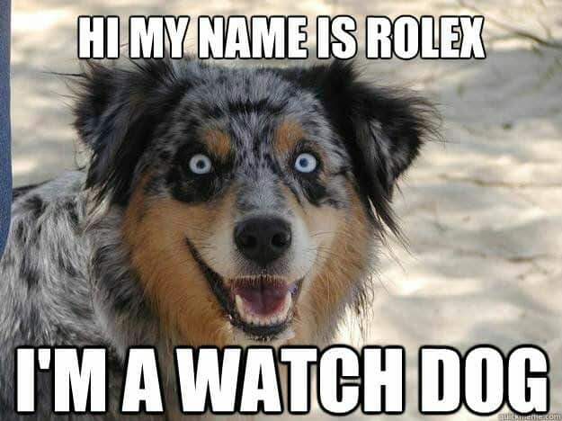 Top 30 Most Adorable Smiling Dog Memes