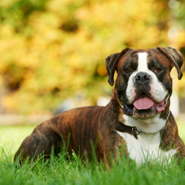 Top 10 Smartest and Most Intelligent Dogs Breeds