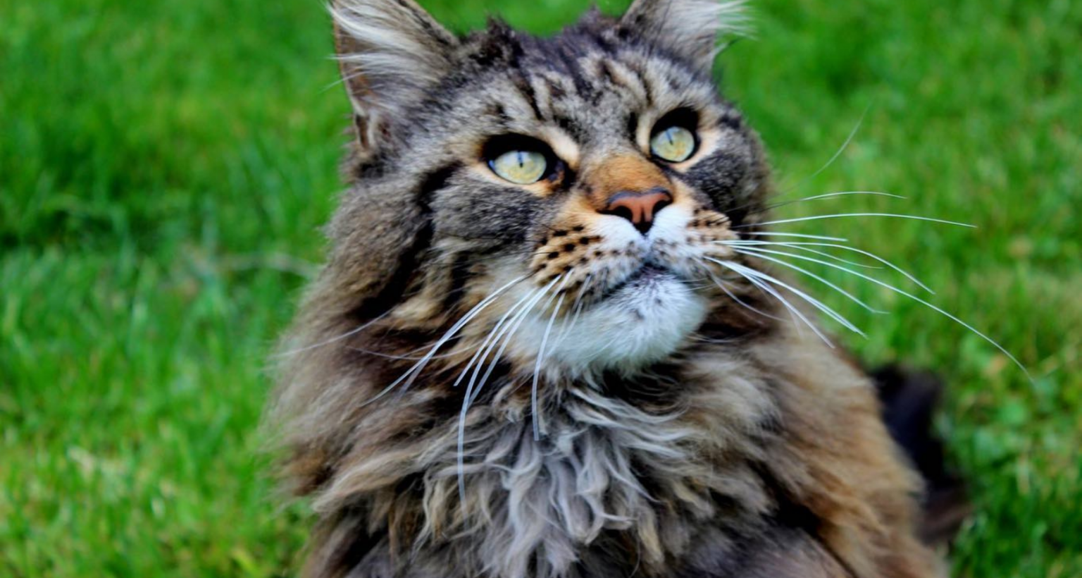 Are Maine Coon Cats Hypoallergenic? - Barkmind