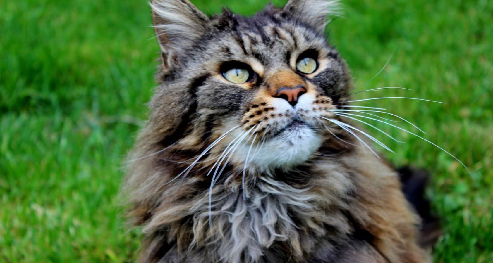 Are Maine Coon Cats Hypoallergenic?