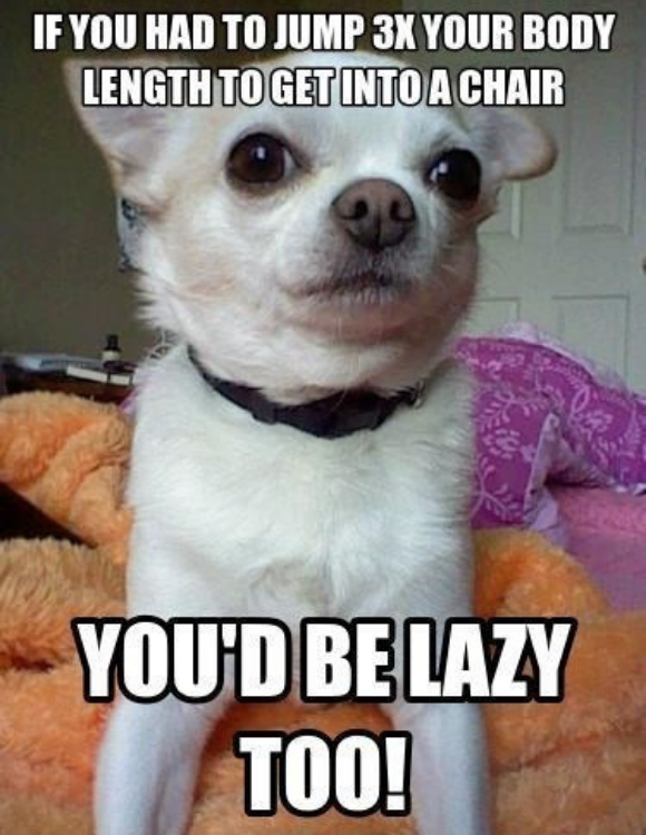 20 Funny Chihuahua Memes That will Make You Laugh