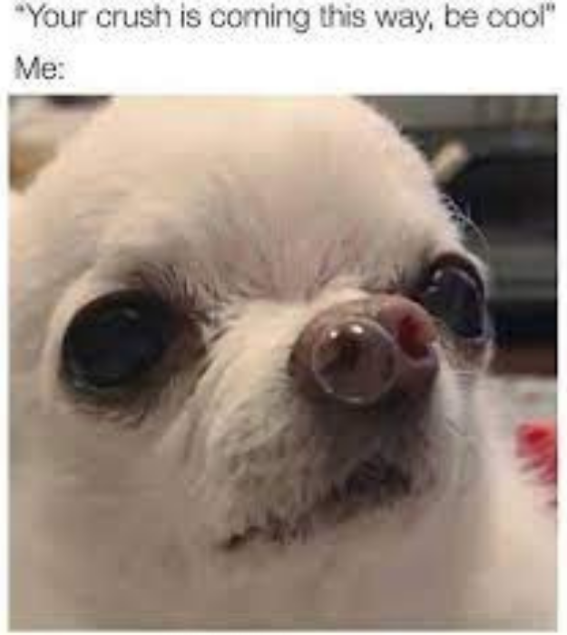 20 Funny Chihuahua Memes That will Make You Laugh