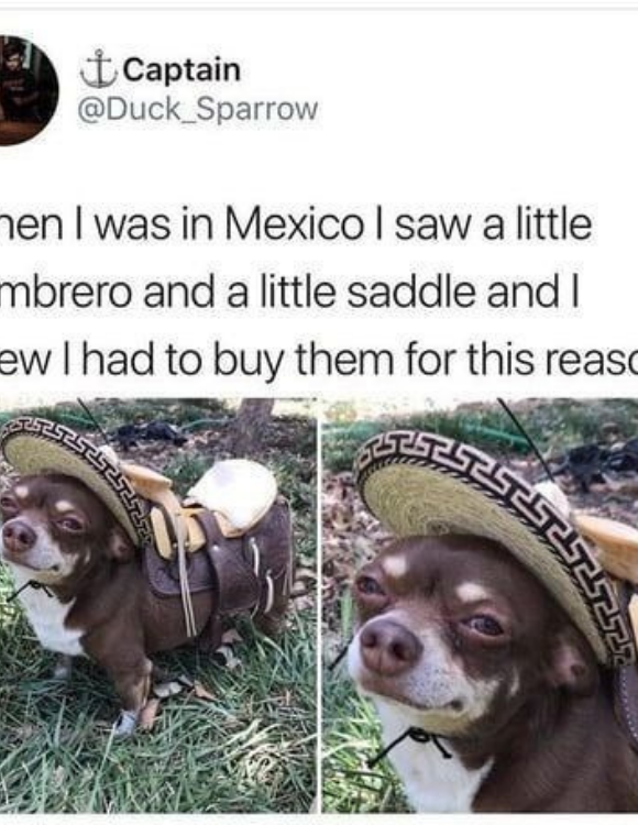 20 Funny Chihuahua Memes That will Make You Laugh