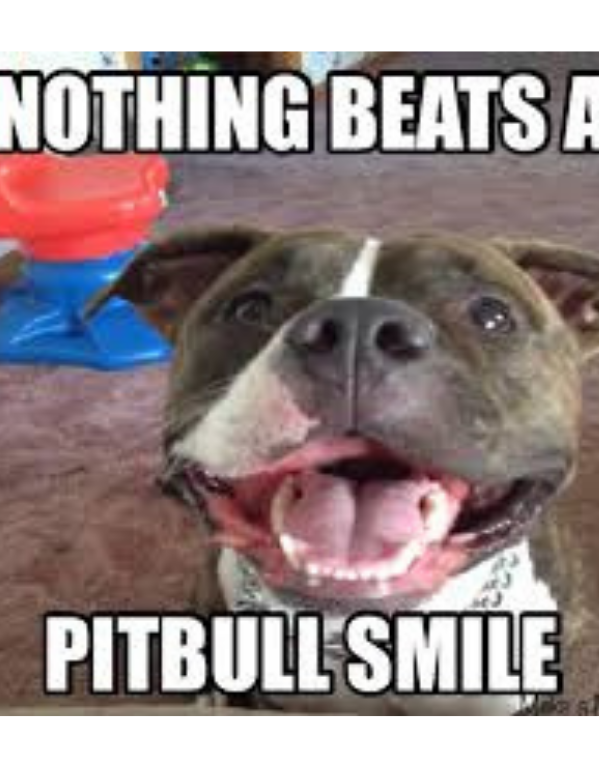 Top 30 Most Adorable Smiling Dog Memes