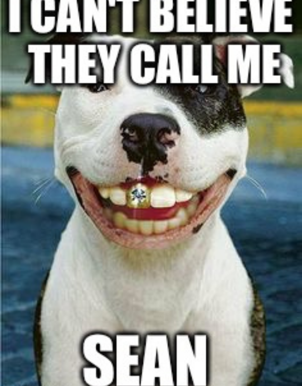 Top 30 Most Adorable Smiling Dog Memes