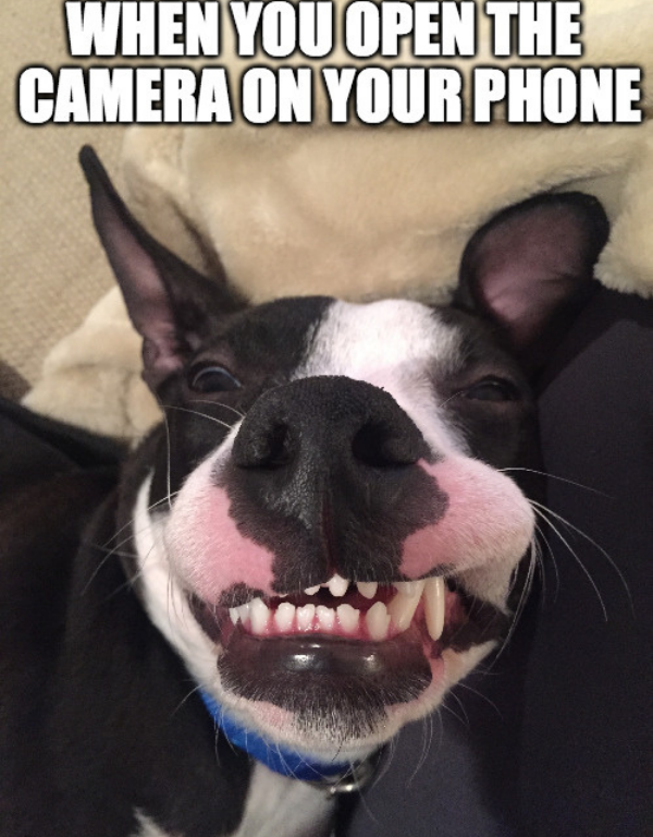 Top 30 Most Adorable Smiling Dog Memes