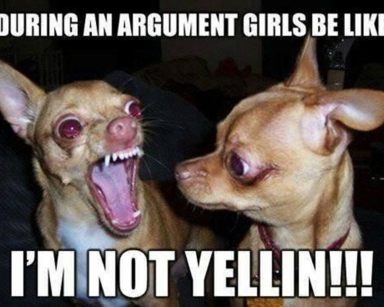 20 Funny Chihuahua Memes That will Make You Laugh