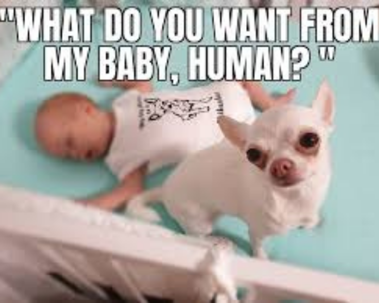 20 Funny Chihuahua Memes That will Make You Laugh