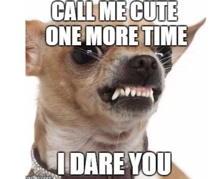 20 Funny Chihuahua Memes That will Make You Laugh