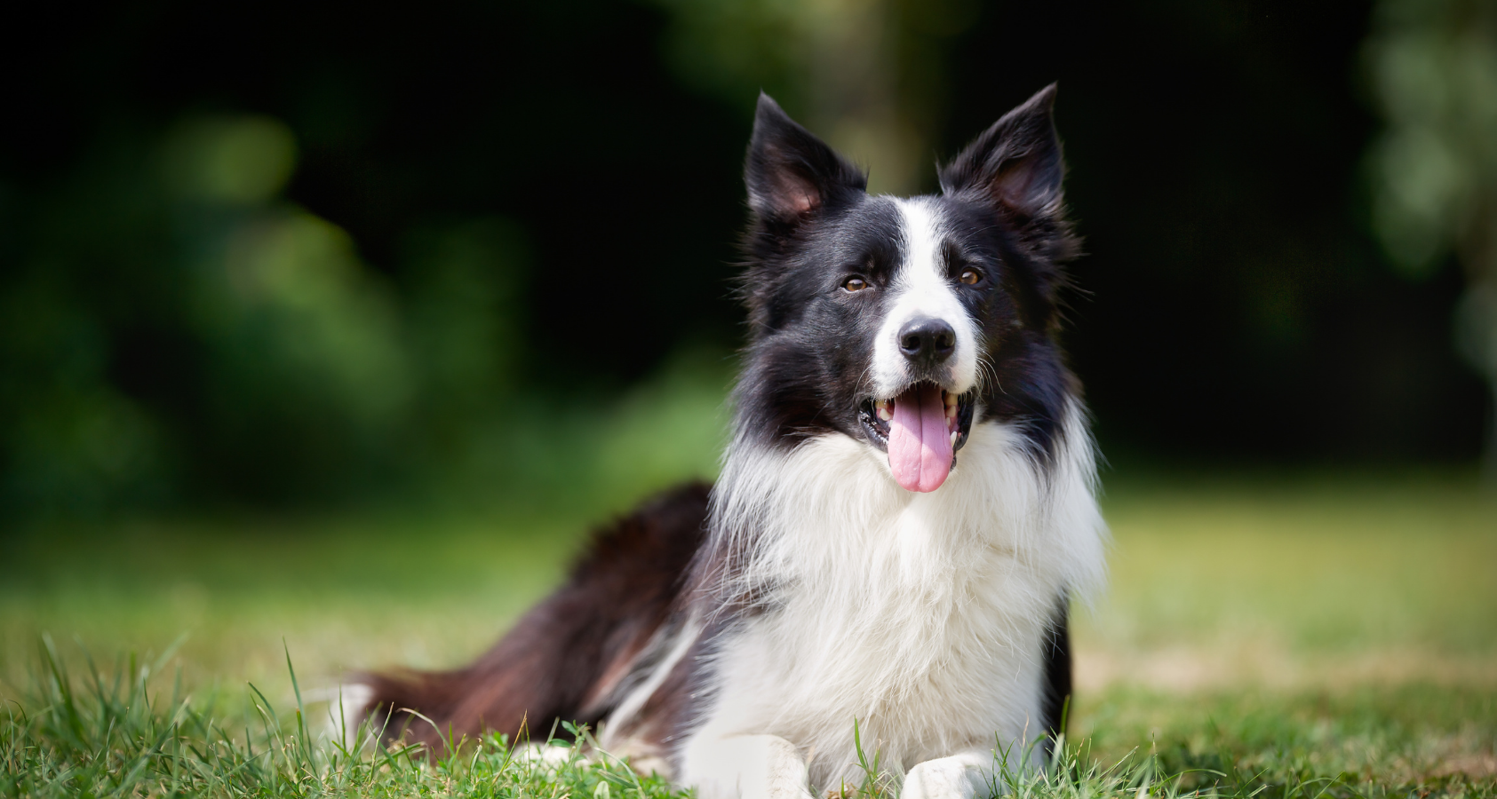 Top 10 Smartest and Most Intelligent Dog Breeds - Barkmind