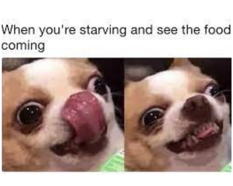 20 Funny Chihuahua Memes That will Make You Laugh