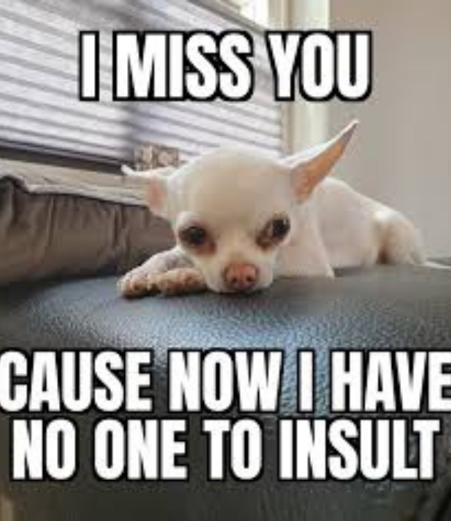 20 Funny Chihuahua Memes That will Make You Laugh