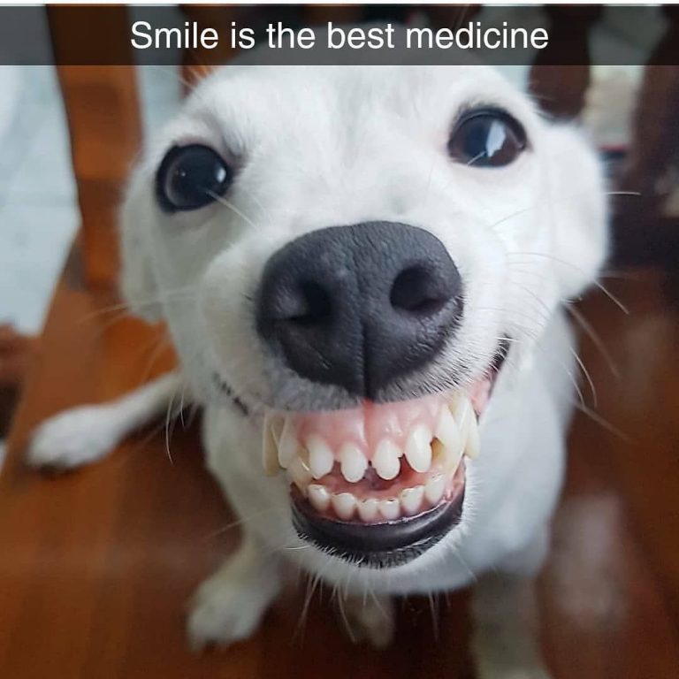 Top 30 Most Adorable Smiling Dog Memes