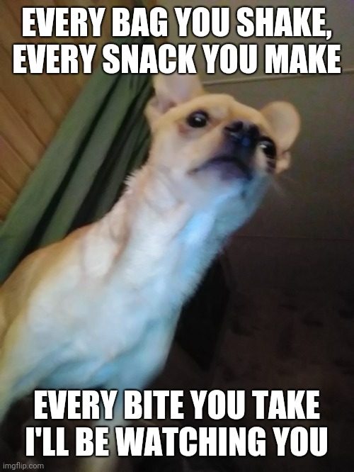 20 Funny Chihuahua Memes That will Make You Laugh