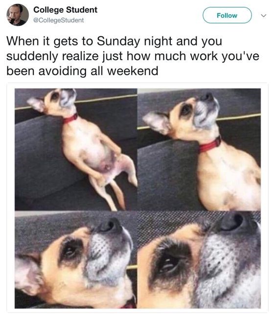 20 Funny Chihuahua Memes That will Make You Laugh
