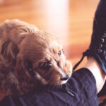 Pic of puppy biting pant leg