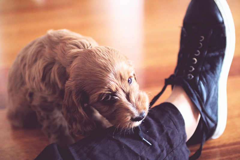 cute-puppy-playing-with-shoe-lace