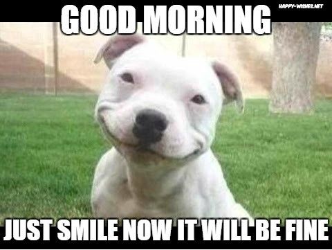 Top 30 Most Adorable Smiling Dog Memes