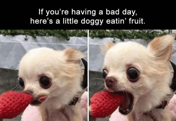 20 Funny Chihuahua Memes That will Make You Laugh