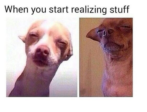 20 Funny Chihuahua Memes That will Make You Laugh