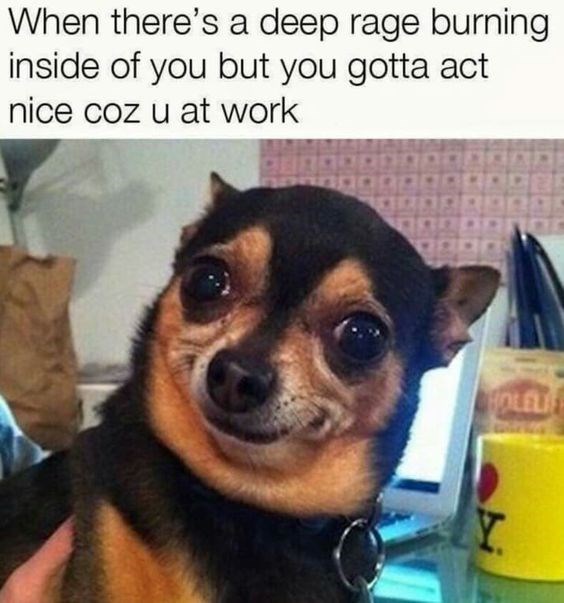 20 Funny Chihuahua Memes That will Make You Laugh