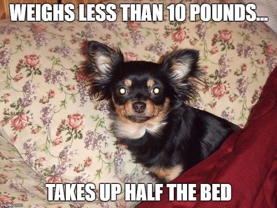 20 Funny Chihuahua Memes That will Make You Laugh