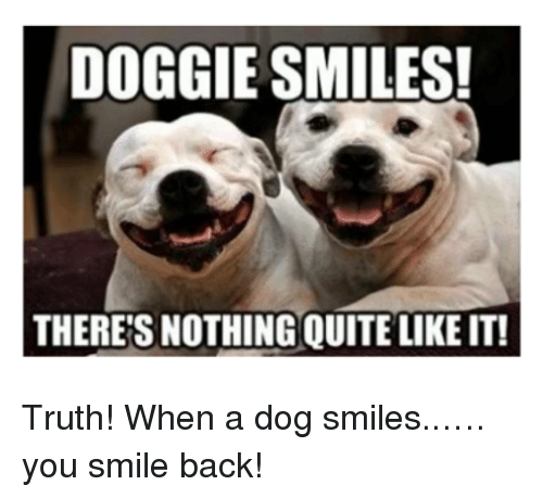 Top 30 Most Adorable Smiling Dog Memes