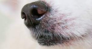 Why Do Dogs Have Whiskers?!