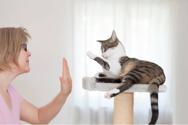 Cat Clicker Training - Tips & Tricks!