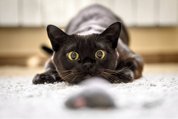 Cat Clicker Training - Tips & Tricks!