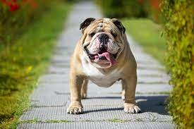 English Bulldog Breed Facts & Information