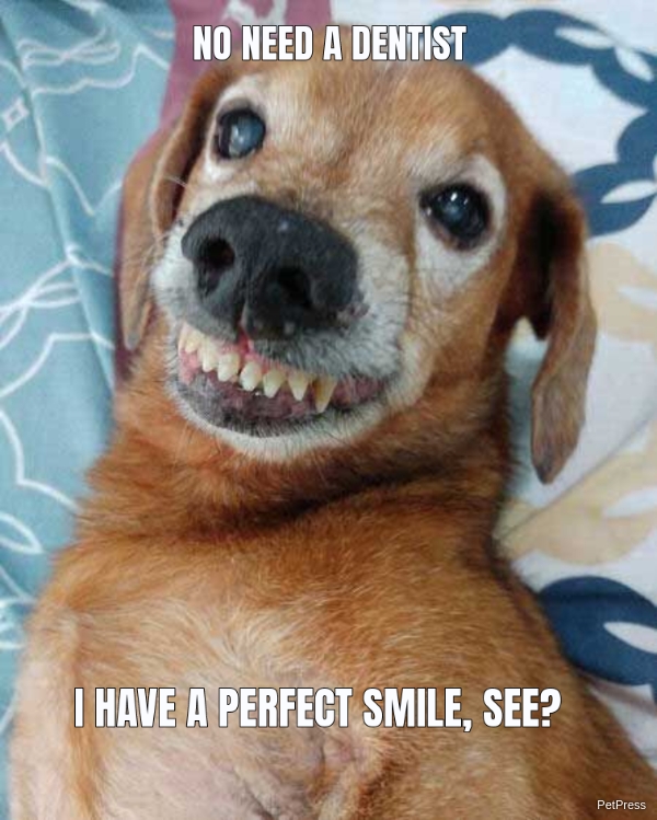 Top 30 Most Adorable Smiling Dog Memes