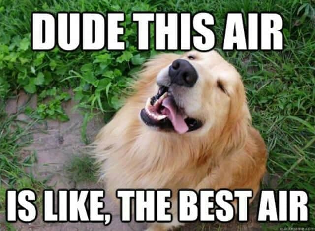 Top 30 Most Adorable Smiling Dog Memes