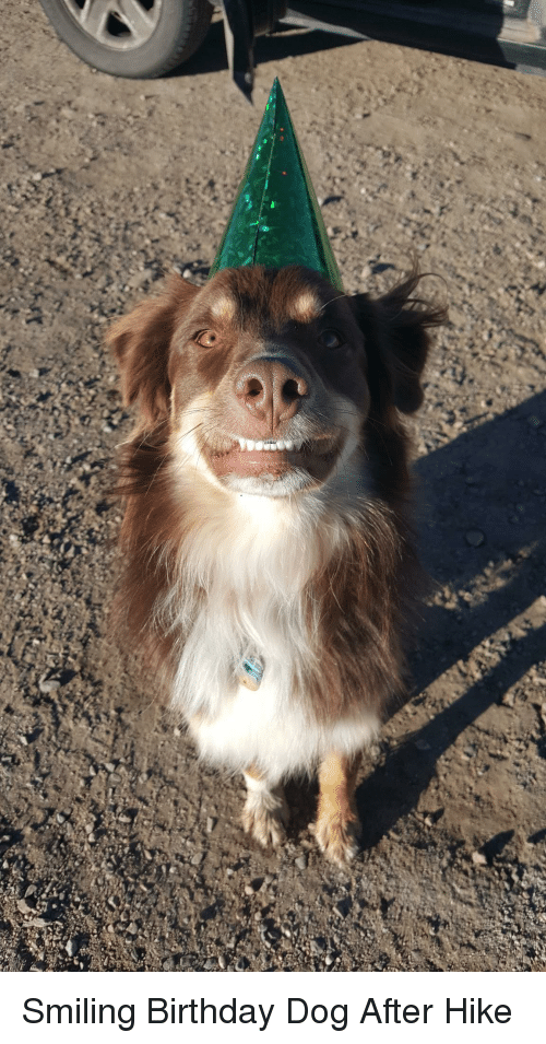 smiling birthday dog