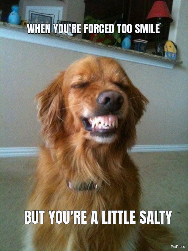 Top 30 Most Adorable Smiling Dog Memes