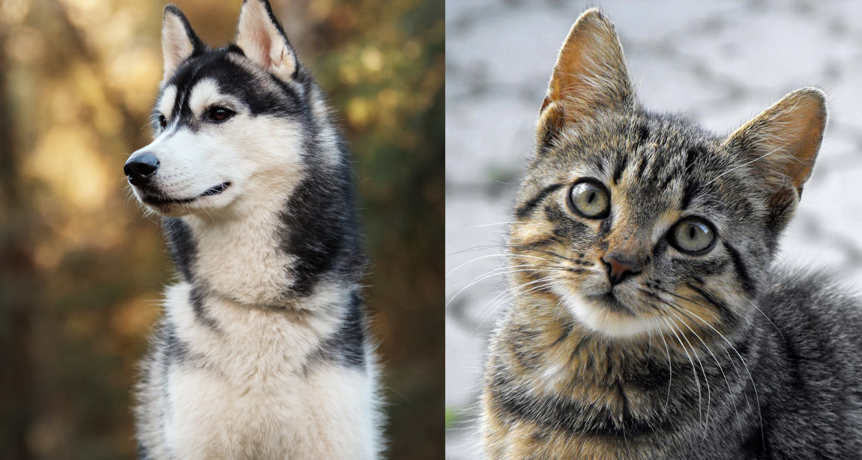 husky with cats