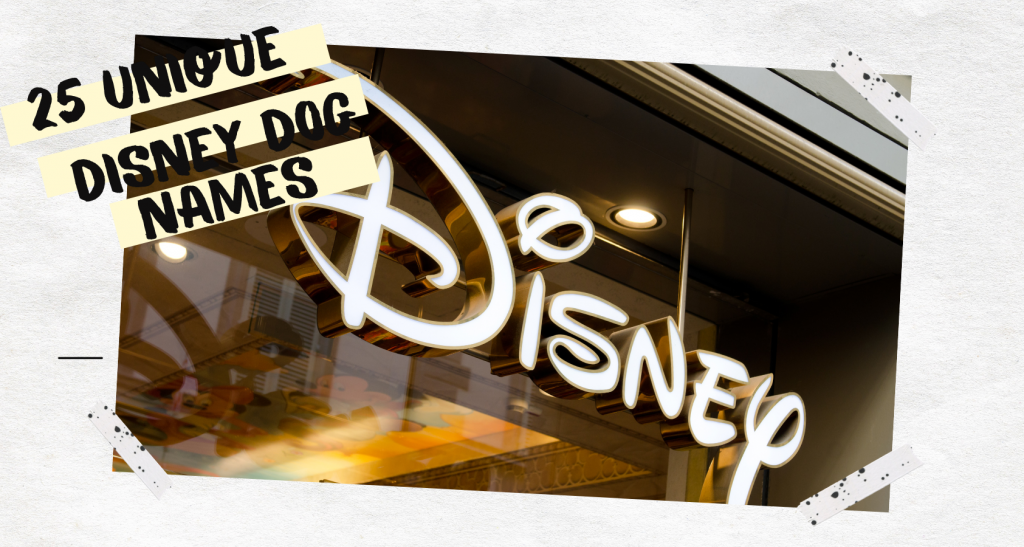 The 250 Most Unique and Dog Names Barkmind