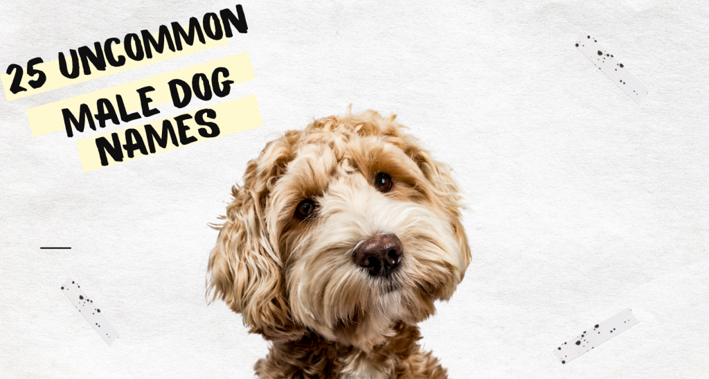 The 250 Most Unique and Dog Names Barkmind