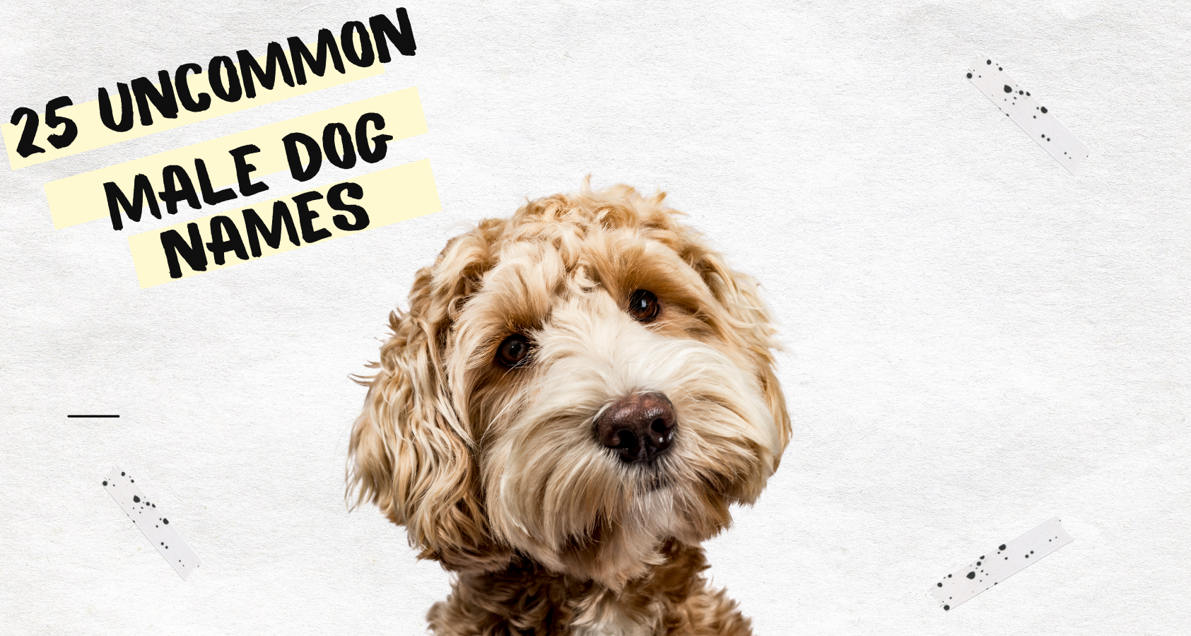 uncommon male dog names