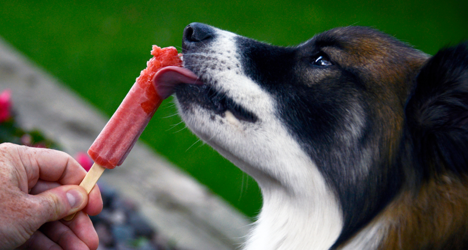 How To Make Homemade Dog Popsicles ( Frozen, Recipe ) Barkmind