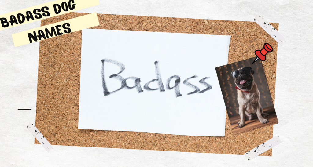 The 250 Most Unique and Dog Names Barkmind