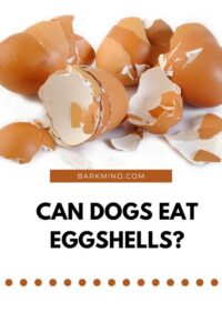 can dogs eat eggshells