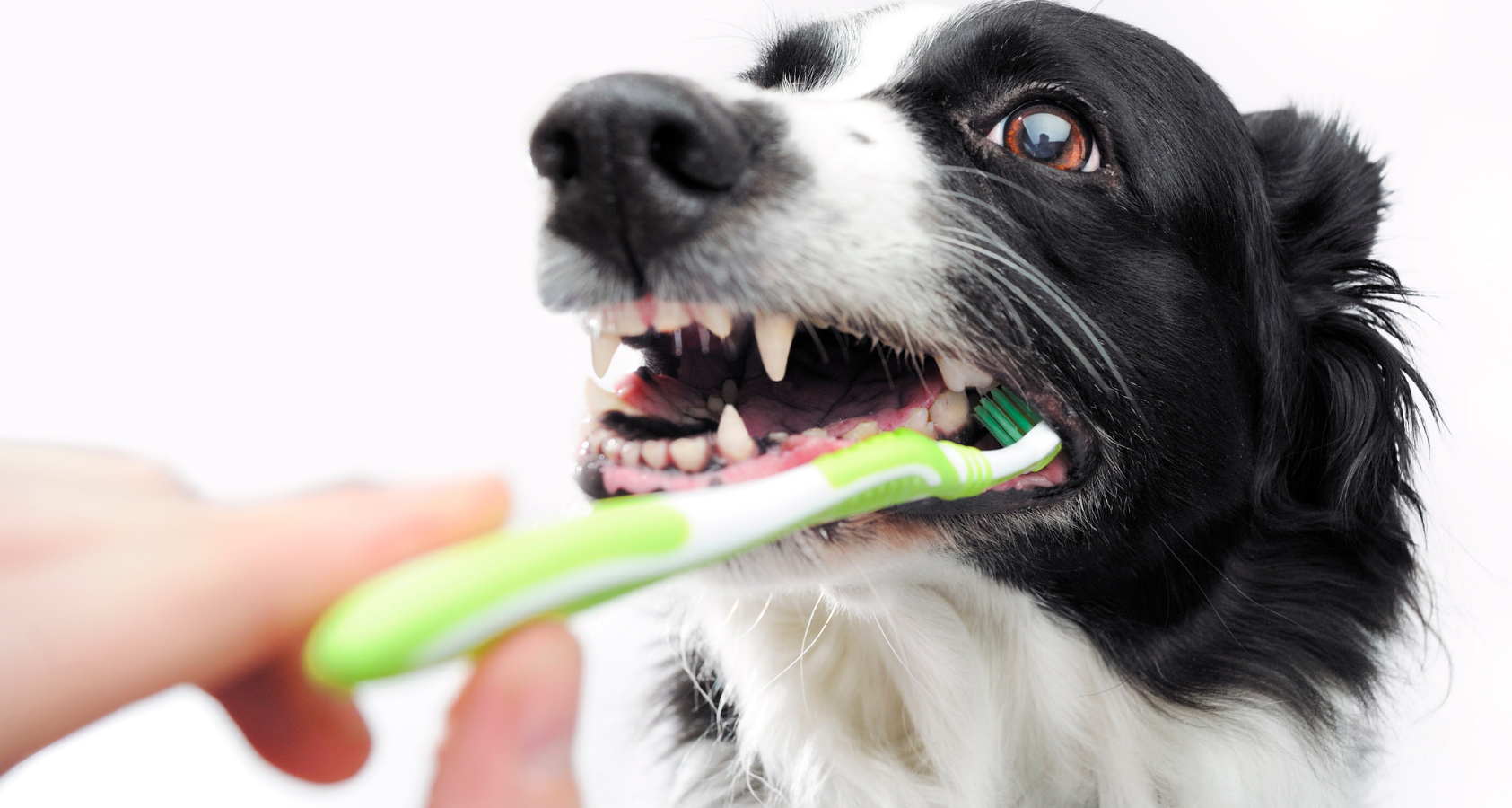 dog toothpaste